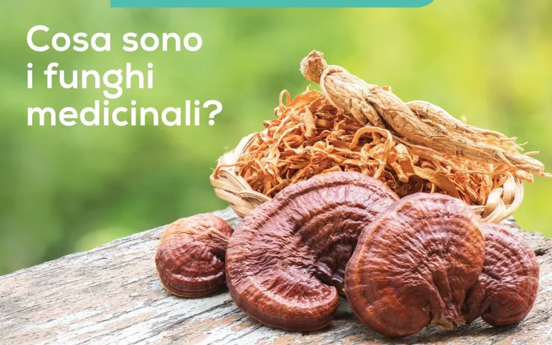 Funghi medicinali: proprietà benefiche e utilizzi per la salute